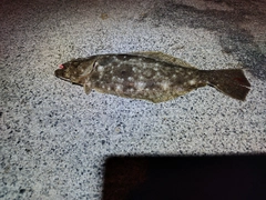 ソゲの釣果