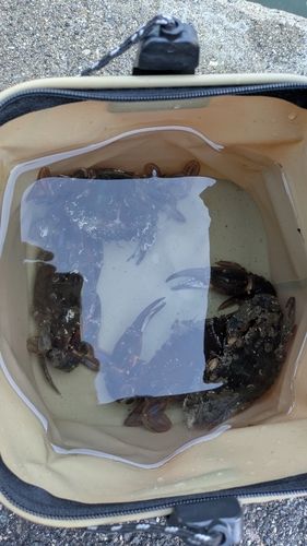 カニの釣果