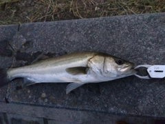 セイゴ（マルスズキ）の釣果