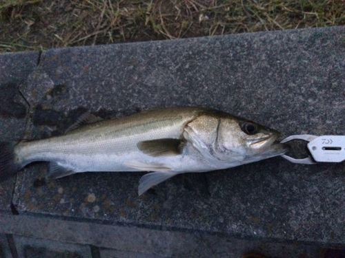セイゴ（マルスズキ）の釣果