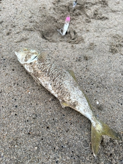 ワカシの釣果