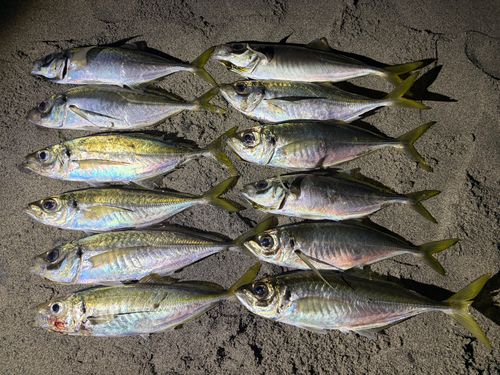 アジの釣果