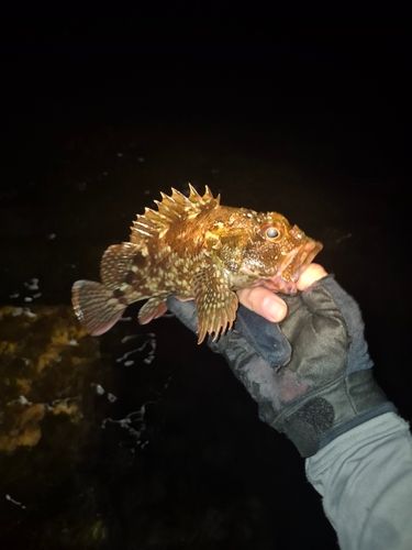 アラカブの釣果