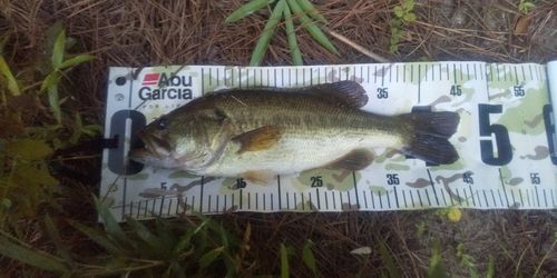 ブラックバスの釣果
