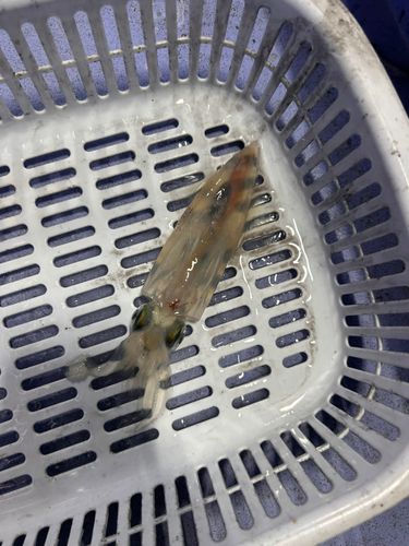ケンサキイカの釣果