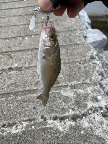 セイゴ（ヒラスズキ）の釣果