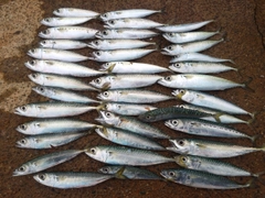 マサバの釣果