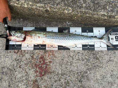 サワラの釣果