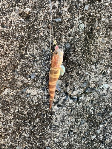 クツワハゼの釣果