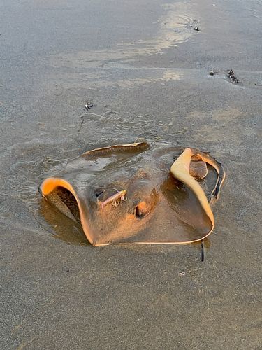 アカエイの釣果