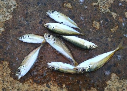 マアジの釣果