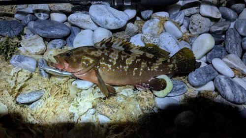 アコウの釣果