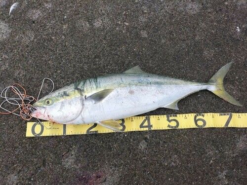 イナダの釣果