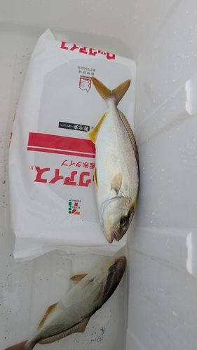 ショゴの釣果