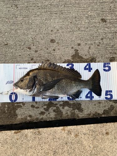 チヌの釣果