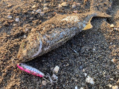 ショゴの釣果