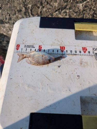 チャリコの釣果