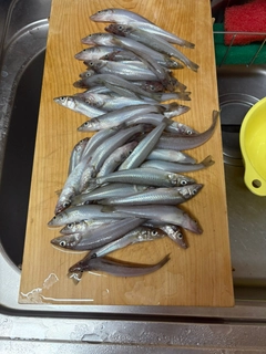 キスの釣果