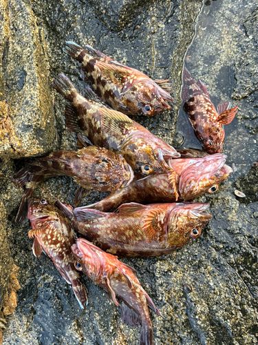 アラカブの釣果