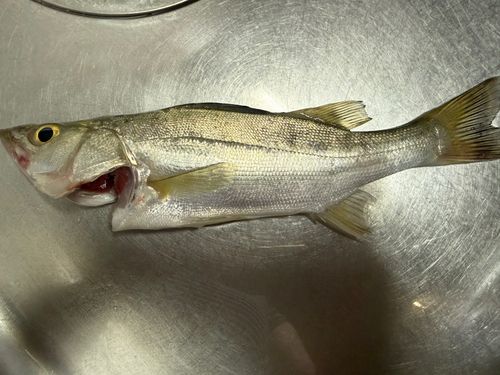 セイゴ（タイリクスズキ）の釣果