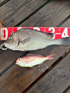 コロダイの釣果