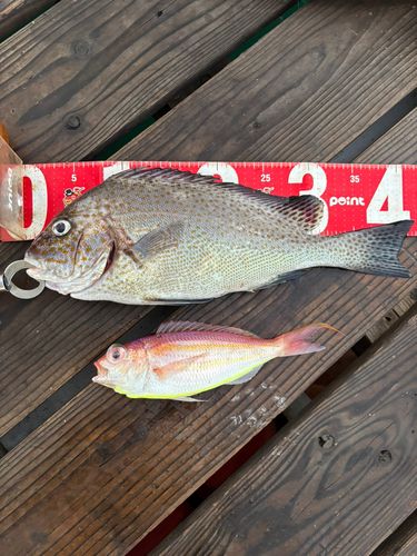 コロダイの釣果