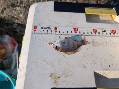チャリコの釣果