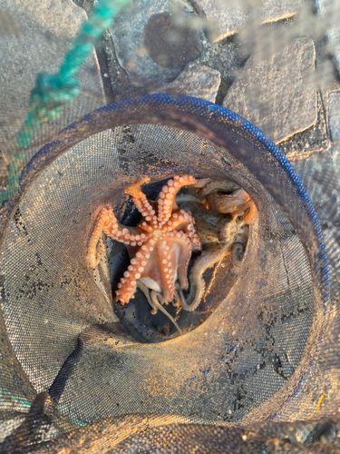 タコの釣果
