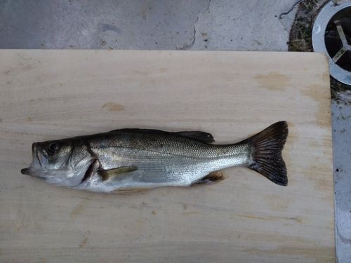 セイゴ（マルスズキ）の釣果
