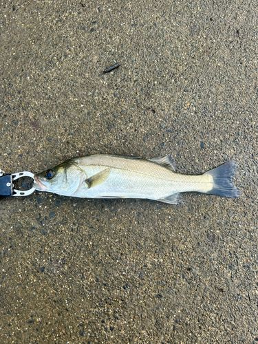 セイゴ（マルスズキ）の釣果