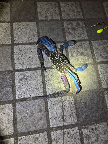 タイワンガザミの釣果