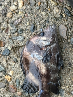ヒゲダイの釣果