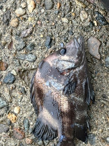 ヒゲダイの釣果