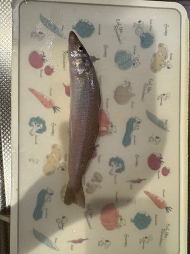 シロギスの釣果