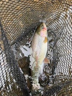 ニジマスの釣果