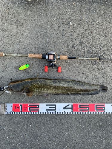 ナマズの釣果