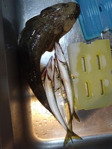 マゴチの釣果