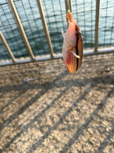 ベラの釣果