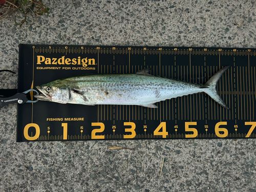 サゴシの釣果