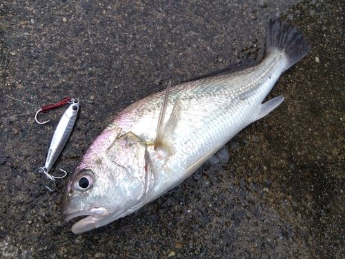 シログチの釣果