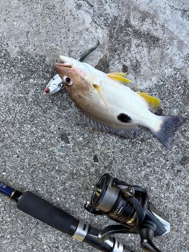 クロホシフエダイの釣果