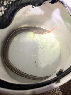マアナゴの釣果