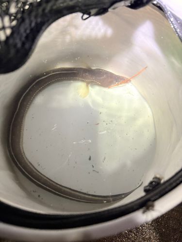 マアナゴの釣果