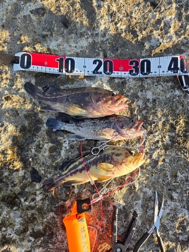 ソイの釣果