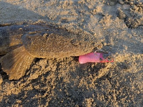 マゴチの釣果