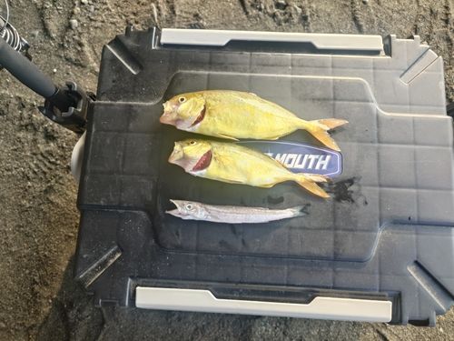 ショゴの釣果