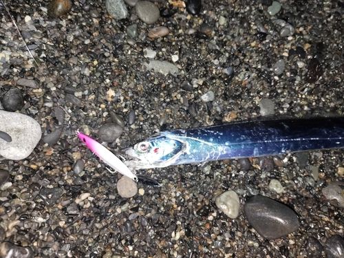 タチウオの釣果