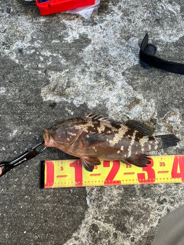 アコウの釣果