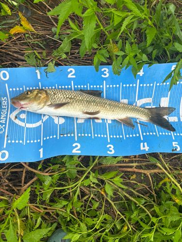 ニゴイの釣果