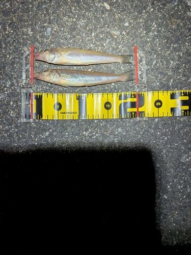 シロギスの釣果